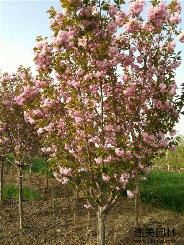 四川櫻花基地實(shí)拍圖